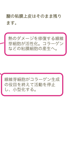 膣の粘膜上皮はそのまま残り ます。膣の粘膜下の線維芽細胞、 肉芽組織、コラーゲンの再生成の活性化を示しています。